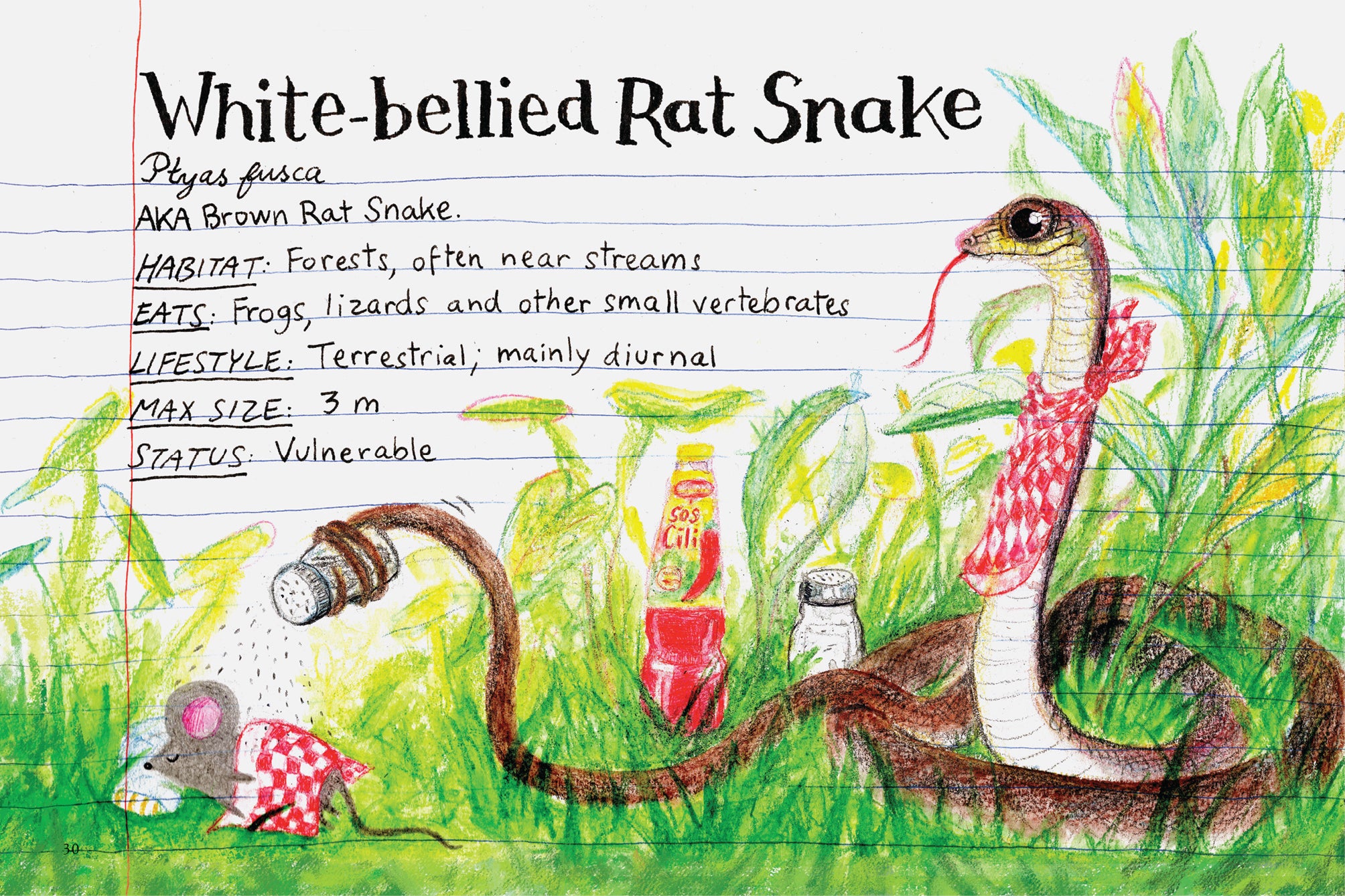 Snakes of Singapore: A Slightly Unhinged Field Guide (Preorder)